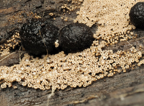 Braunes H&auml;ngebecherchen (Merismodes confusan)