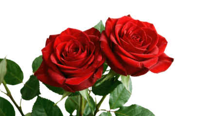 Happy valentine's day two vibrant red roses with lush green leaves arranged beautifully solid white background and no background
