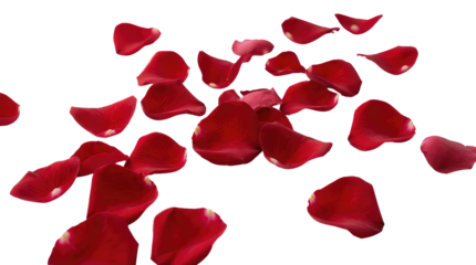 Happy valentine's day scattered red rose petals on a white background creating a romantic atmosphere alpha channel with white background