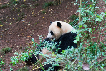 Fototapeta premium Giant Panda Sitting in Lush Forest Habitat in China