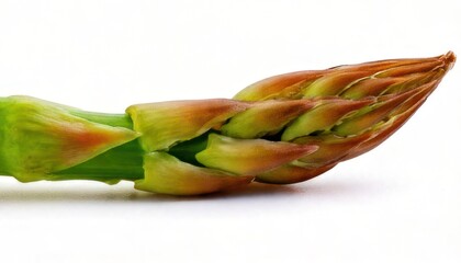 Fresh Green Asparagus Spear on White Background.