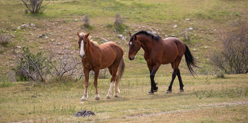 Fototapeta premium Aggressive Wild Horse Stallions arching necks and facing off before Fighting for Dominance at Salt River Arizona United States