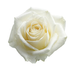 white rose blossom isolated on white background