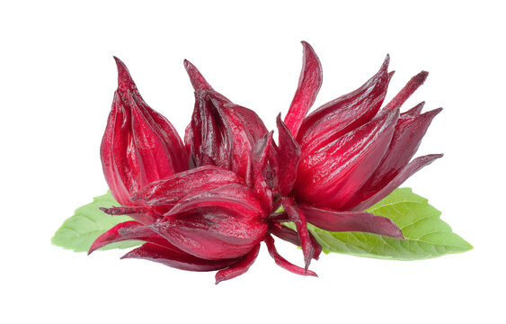 roselle flower isolated on white background.