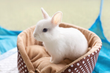 A small white rabbit sits on a soft pillow, authentic photograph, not AI-generated