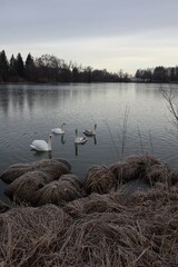 Family of Mute Swans Swimming in Cold Winter Lake
