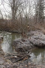 Hoarfrost on Stream Bank with Beaver Activity