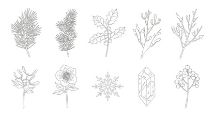 Collection of botanical illustrations Vector