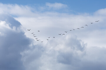 Flock of migratory cormorant flying V-formation through a bright sky scattered with fluffy clouds.