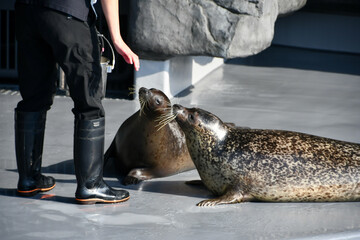 ゴマフアザラシの餌やり　Feeding a spotted seal	