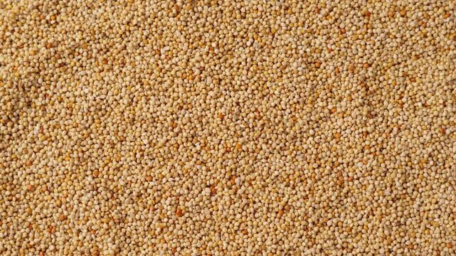 closeup of unpeeled millet grain background