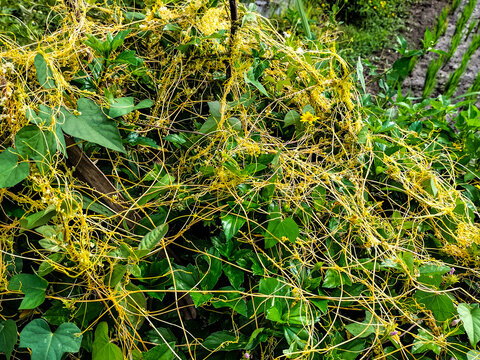 Giant dodder or Amarbel (Cuscuta reflexa) on a host tree (yellow oleander). Giant dodder weed on tree. Dodder parasitic plant. Selective focus. 