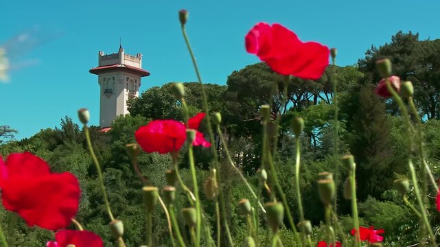 Red Poppies in the Foreground with Khedive Palace in the Background