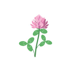 White clover flower. Organic nature medical herb. Blooming herbaceous plant. Flat vector illustration isolated on white background.