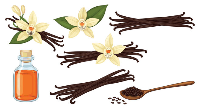 Set of vanilla themed elements featuring beautiful orchids, long dried pods, a bottle of extract, and a spoonful of ground seeds.