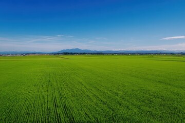 Fototapeta premium 青空と緑の稲穂