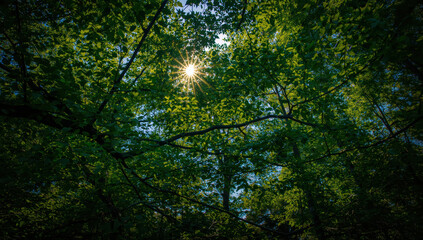Fototapeta premium Sunlight starburst through green forest canopy, peaceful natural atmosphere