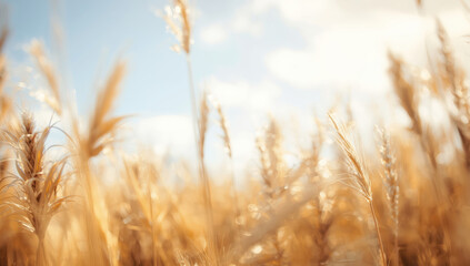 Golden wheat field sunlight breeze calm summer sky warm glow
