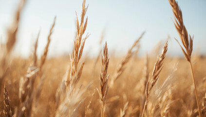 Fototapeta premium Golden wheat field with sunlit stalks swaying gently in warm breeze, serene harvest atmosphere