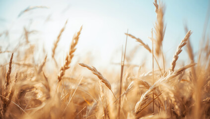 Fototapeta premium Golden wheat field under clear sky with warm sunlight and gentle breeze