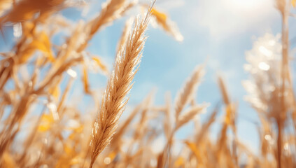 Golden wheat ear close up in sunny field with blue sky and warm glow