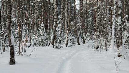 Fototapeta premium Long Snowy Path Receding Into Distant Pines, Pale Winter Light And Compacted Prints Creating Contemplative Perspective, Scene Evokes Journey, Reflection, Slow Living And Quiet Siberian