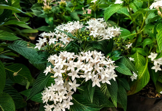 The pentas flower or Pentas lanceolata in the pot. An ornamental flower plant that originates from East Africa to South Arabia. The flowers that blooms frequently. Selective focus. 
