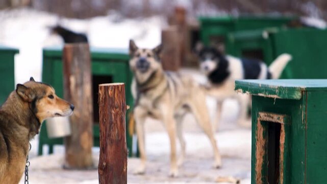 group of dogs on a Iditarod team before a race
