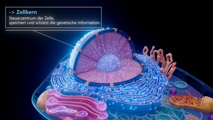 3D illustration of the cell nucleus containing genetic material in german