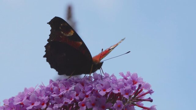 Butterfly collecting nectar on a Buddleia plant slow motion stock footage