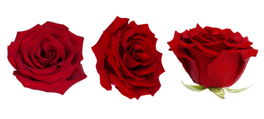 The photograph shows three fully bloomed red roses against a white background. The roses are a rich red color and are perfect for use in bouquets.