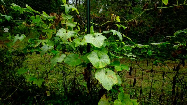 Close up of cucumber leaf catching fungi powdery mildew and moving camera backward away revealing whole plant tangling its vines to garden fence while begins to wither