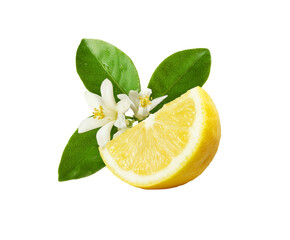 Lemon Slice with Blossoms and Leaves