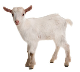 White Baby Goat Standing
