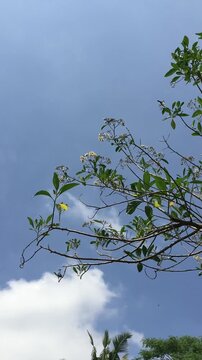 The kendal plant, Spanish elm, Ecuadorian laurel, cypre, or salmwood or Cordia alliodora which is known as a shade plant and also a natural medicine with white flowers that bloom in the garden