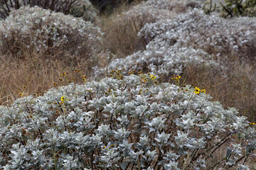 Encelia farinosa -commonly known as brittlebush, brittlebrush or incienso- in Baja California Sur, Mexico