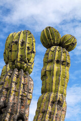 Saguaro cacti close up in landscape Baja California Sur, Mexico