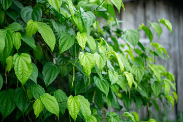 Fresh green betel leaves piper betle plant in garden