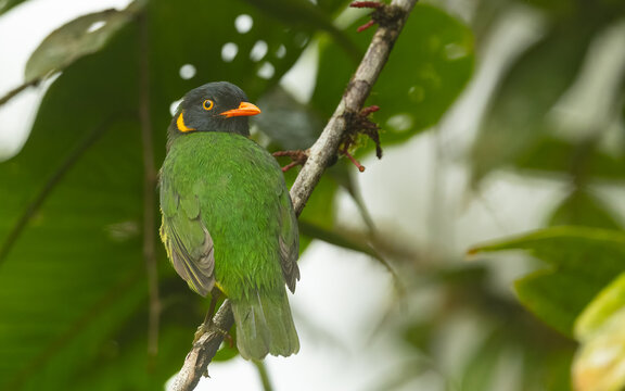 Orangebrustkotinga, orange-breasted fruiteater  (Pipreola jucunda)