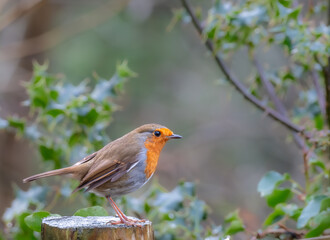 a robin redbreast perched on ivy in the winter
