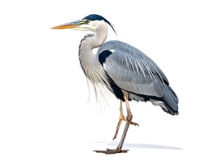 Fototapeta premium A large gray heron stands on one leg against a white background