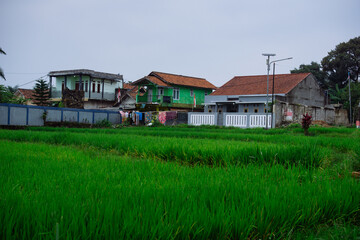 Rural village houses next to green rice paddy field landscape