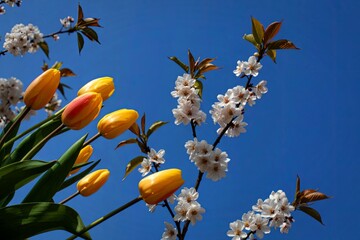 Vibrant tulips and delicate blossoms under clear blue sky