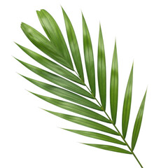 Fototapeta premium Green palm leaf isolated on transparent background