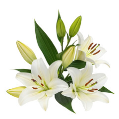 Obraz premium Elegant white lilies isolated on transparent background