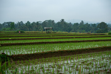 Green terraced rice paddy field with small wooden hut shelter