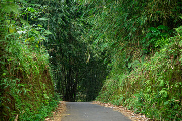Asphalt road path going through dense green bamboo forest tunnel