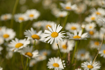Chamomile. White daisy flowers in a field of green grass . Chamomile flowers field . Close up. Nature, flowers, spring, biology, fauna concept