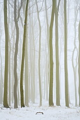artistic photography of a winter beech forest in fog    