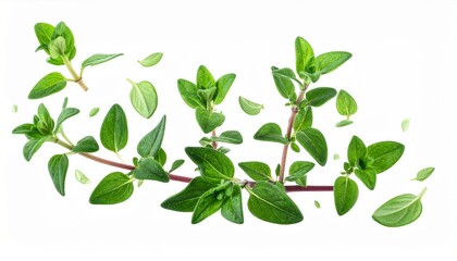 Fresh green thyme sprigs and leaves isolated on a white background, culinary herb.